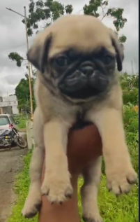 Buy Male pug Puppy from Vizag